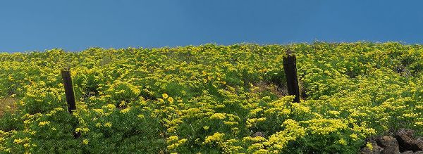 Eggers, Terry 아티스트의 USA-Washington State Panorama of fence line and wildflowers작품입니다.